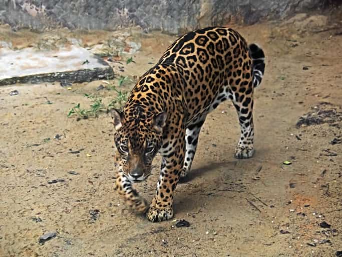 Jaguar in Mexico