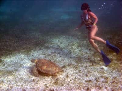 Sea Turtles at Maya Chan Beach, Mexico