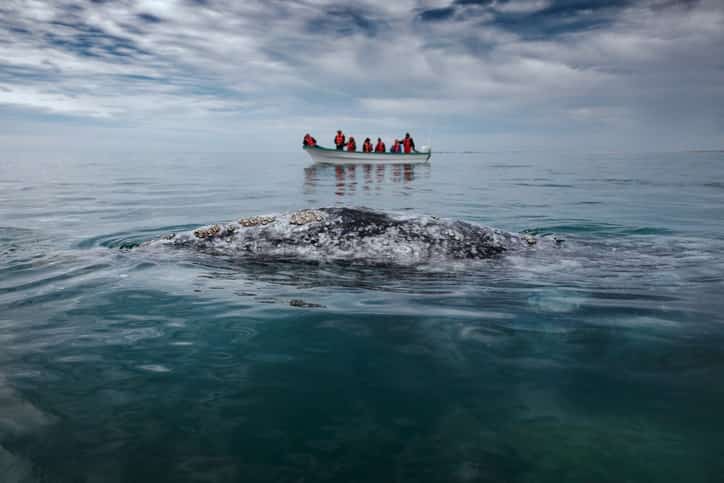 It’s whale watching season in Mexico! Mexican Insurance coverage