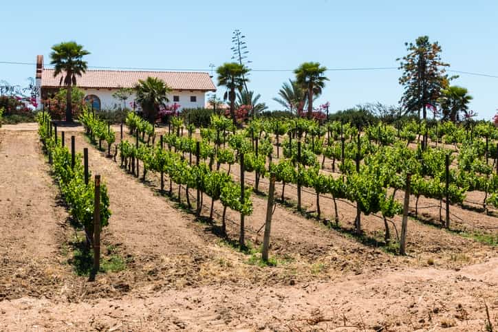 Baja Wine Country Mexico auto insurance for tourists