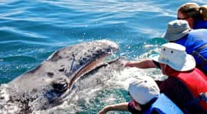 Baja Whale Watching Mexican insurance for federal highways from Mexican Insurance Store