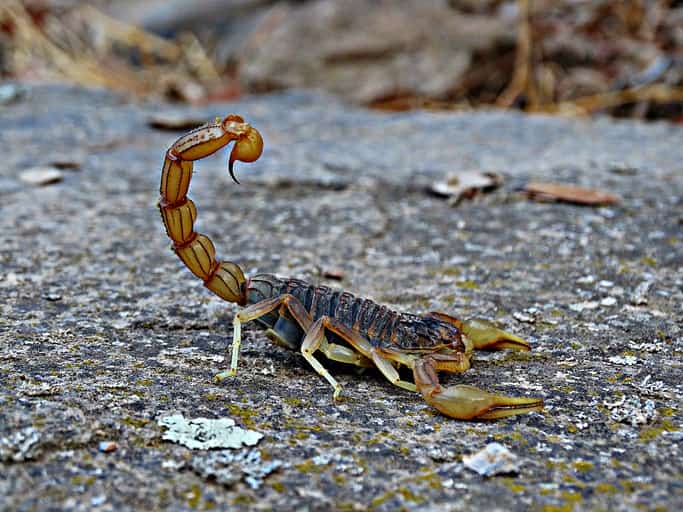 Scorpion (Alacrán) Stings Mexico auto insurance