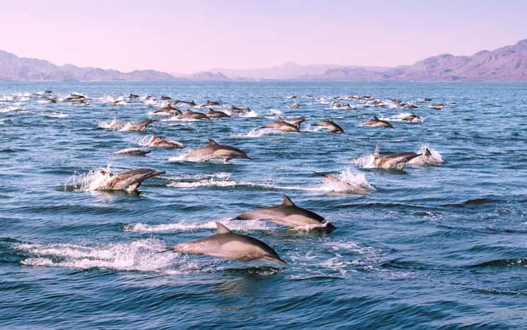 Sea of Cortez, Baja, California, Mexico Mexican Insurance for Tourists