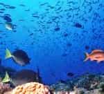 Sea of Cortez Reef Fishes Mexican insurance for tourists