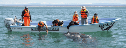 San Ignacio Lagoon whale watching Mexican auto insurance online