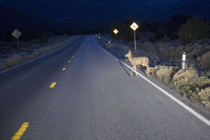 Open-Range Mescalero Mexican Insurance Policy