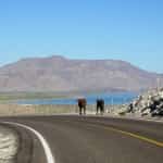 Cattle On The Highway Mexican auto insurance for driving
